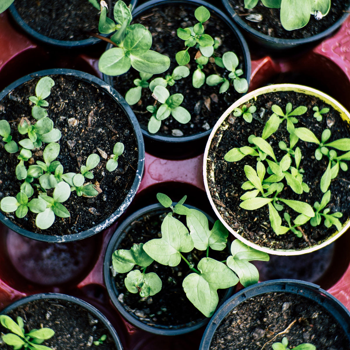 Plants & Seeds